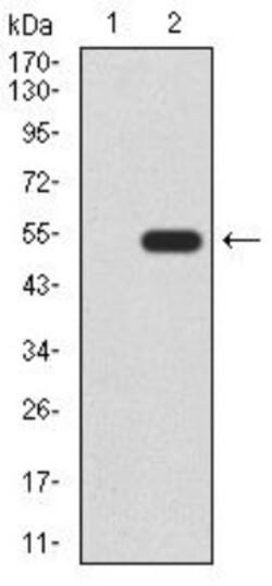 Wnt-3a Antibody (1E6G4) - BSA Free, Novus Biologicals:Antibodies:Primary